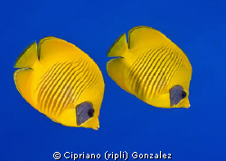 Egiptian wallpaper. South red sea by Cipriano (ripli) Gonzalez 